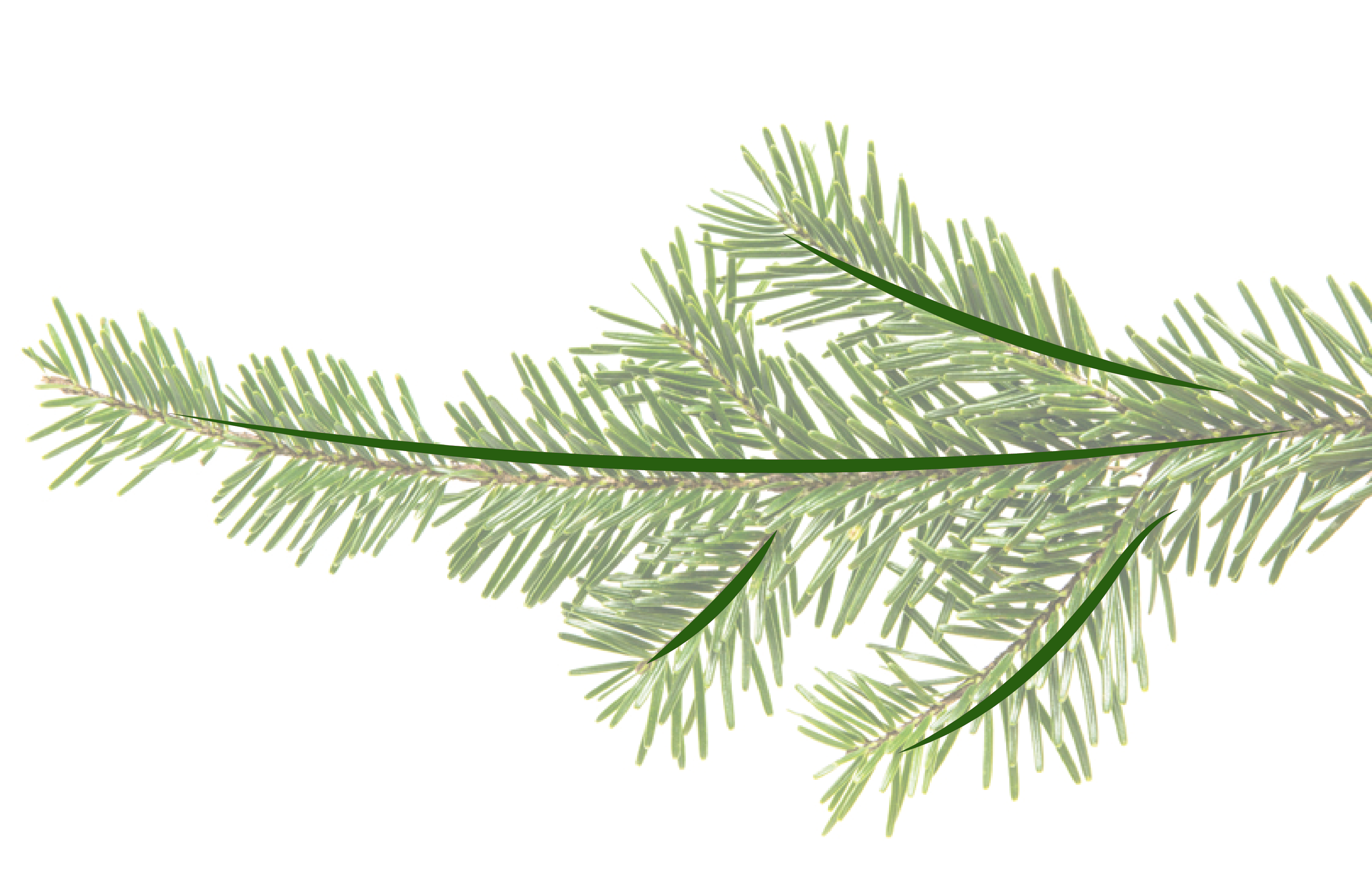 Еловые ветки на похоронах – древний похоронный атрибут