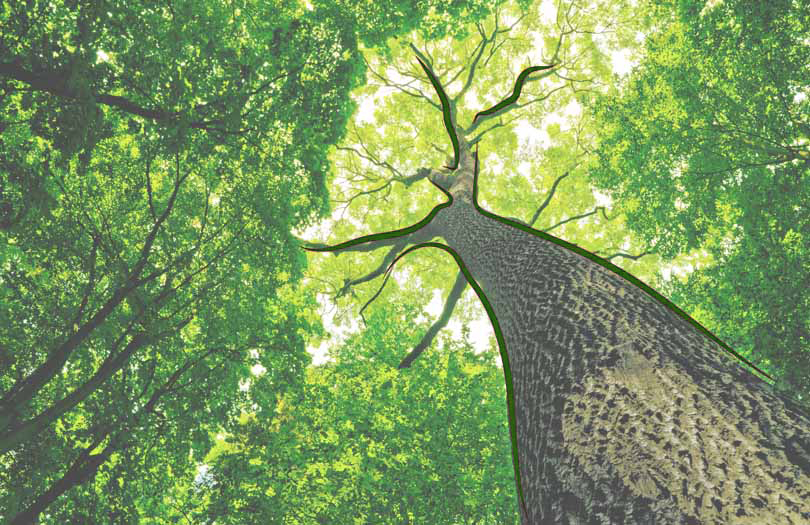 Спиливание аварийных деревьев на кладбище