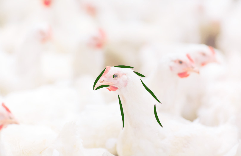 Смертельные угрозы XXI века: вирус птичьего гриппа Смертельные угрозы XXI века: вирус птичьего гриппа