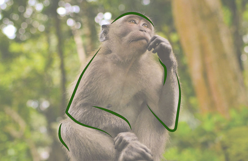 Об обезьяньей оспе