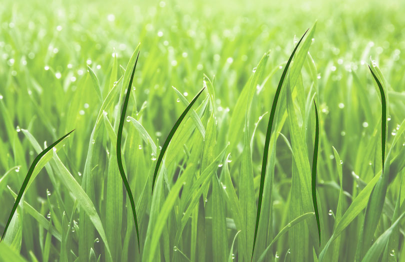 Газон для кладбища