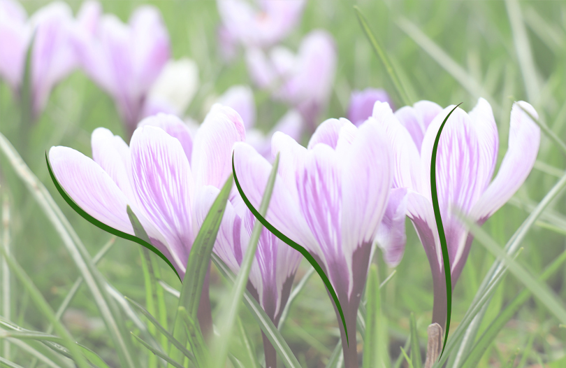 Цветы-многолетники: оптимальный выбор для места захоронения