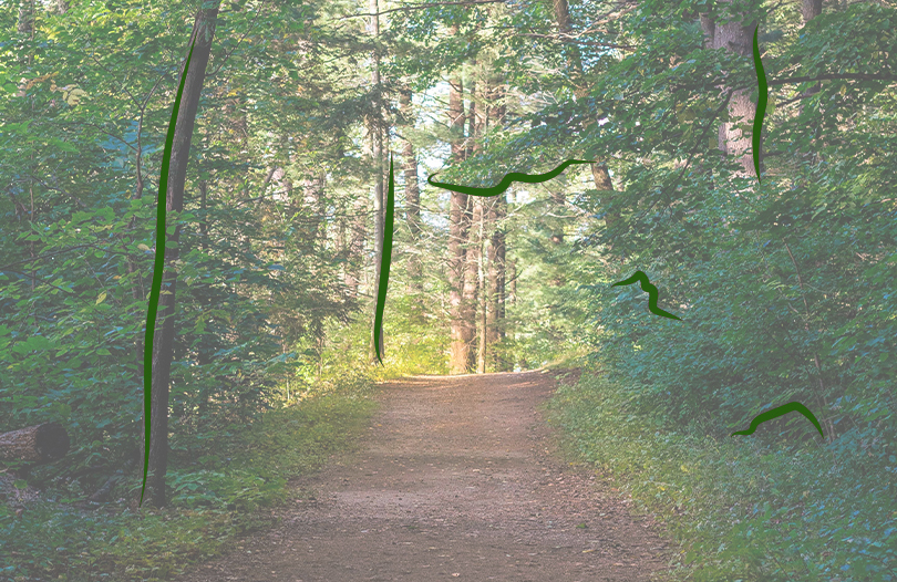 Кладбище в лесу: плюсы и минусы