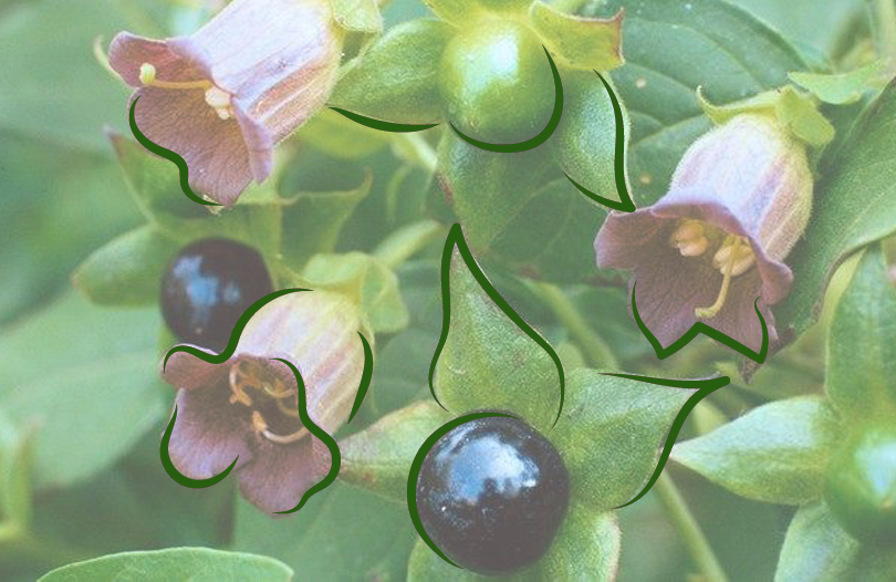 Ядовитые растения, несущие смерть