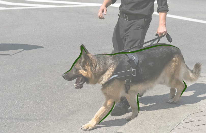 Запах смерти: лабораторные эксперименты и практика поисковых работ