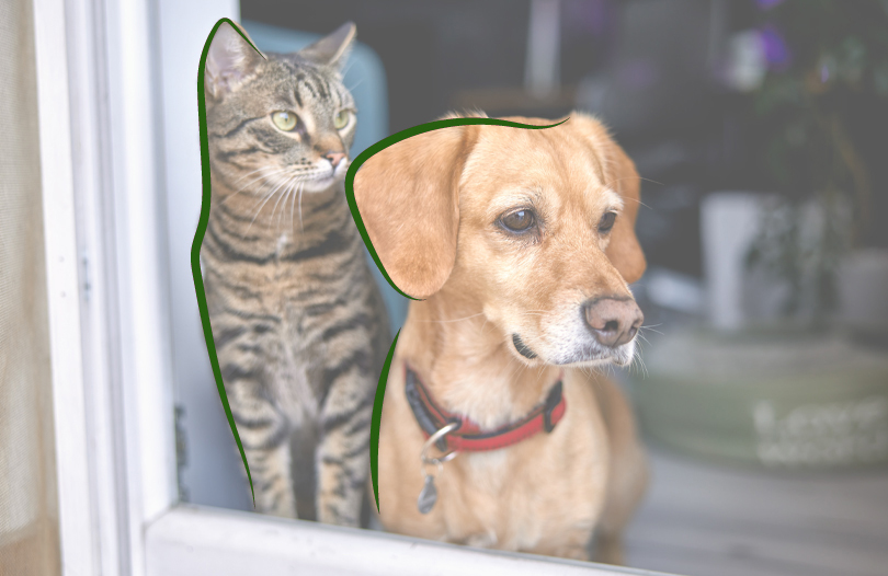 Каким образом животные чувствуют приближающуюся смерть