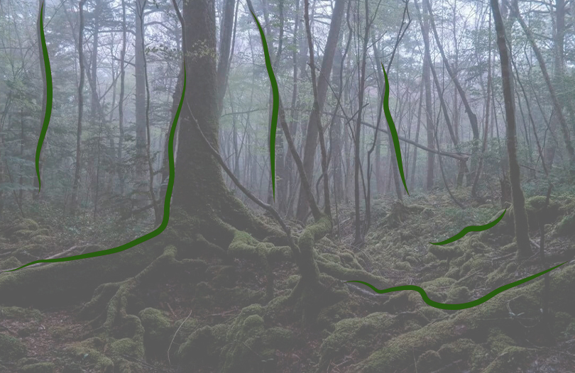 Самоубийства в лесу Аокигахара