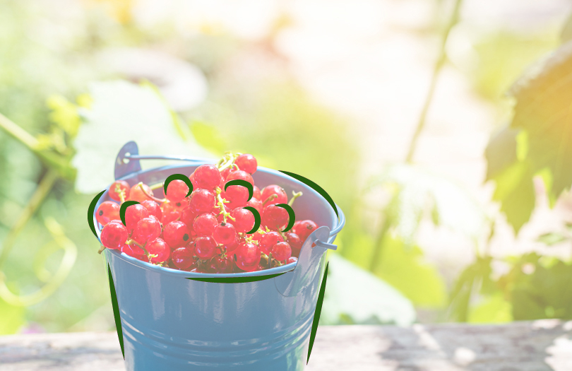 Почему нельзя собирать ягоды, грибы и лекарственные травы на кладбище?