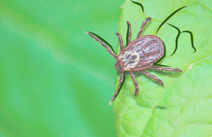 Смерть от укуса клеща: невидимая угроза