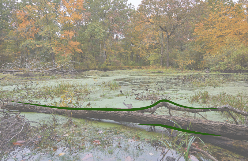 Мертвецы из болота