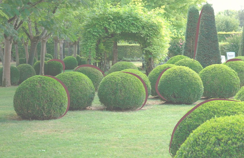 Декоративные кустарниковые растения для озеленения могил