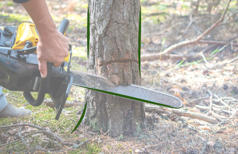 Можно ли самому спилить дерево на кладбище и посадить новое?