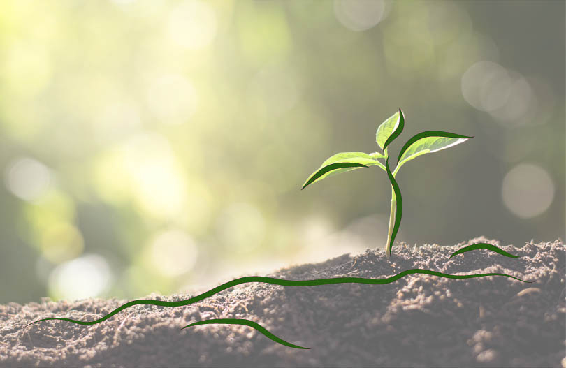 Как провести похороны с заботой об экологии