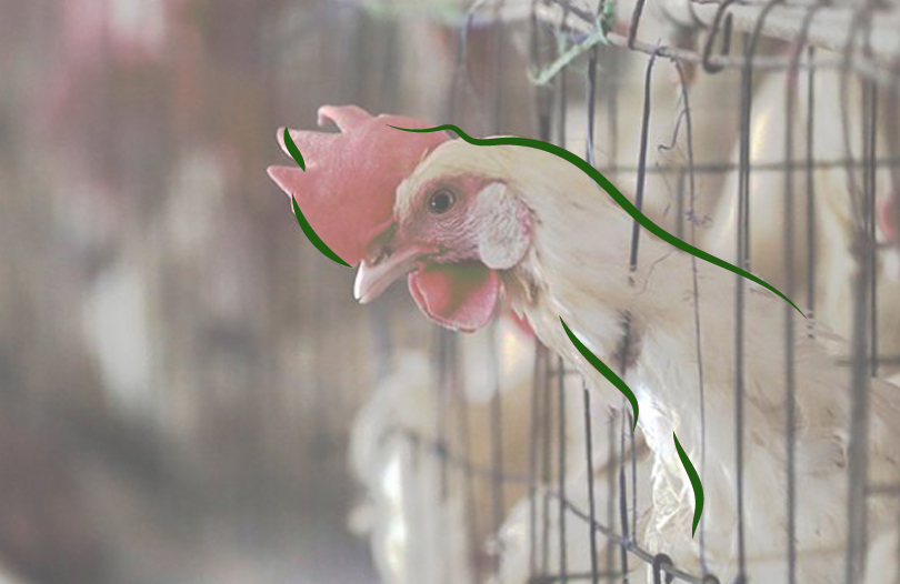 Вспышка птичьего гриппа в национальном природном заповеднике Великобритании