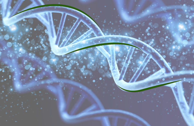 Продолжительность жизни и генетика